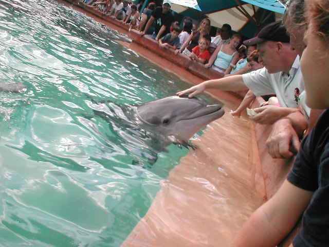 Flipper
