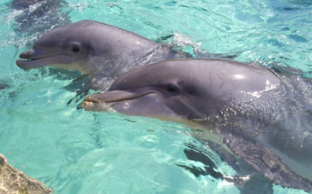 florida_358