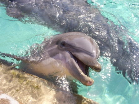 florida_361