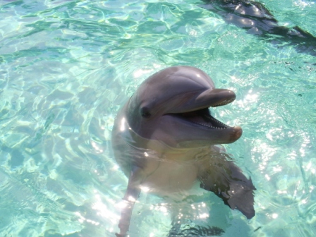 florida_374