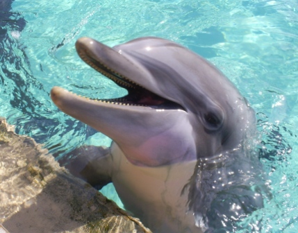 florida_382
