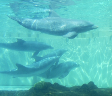 florida_388