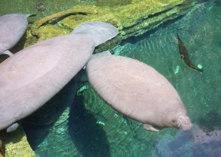 florida_414
