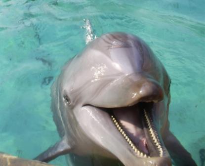 florida_515