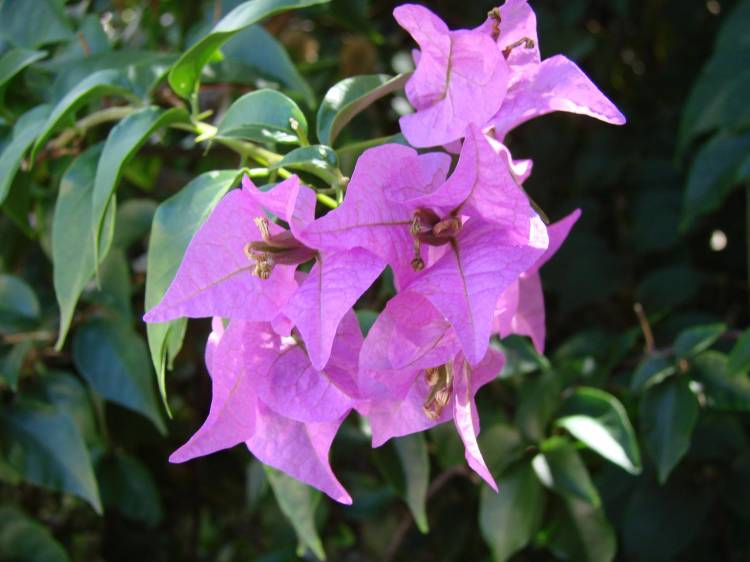 flower 1