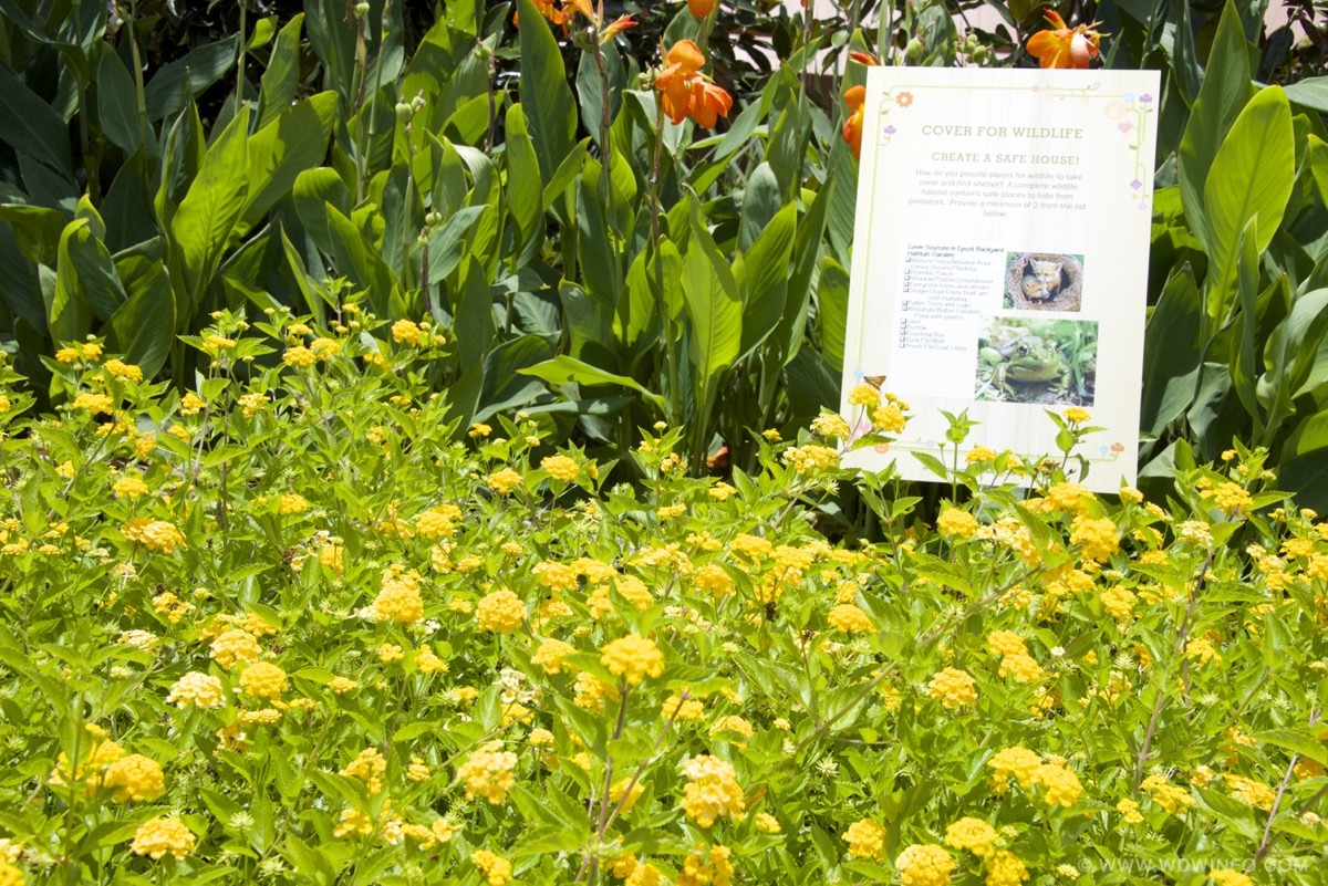 Flower-and-Garden-Festival-02