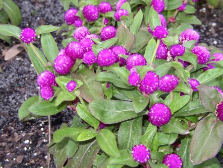 Flower and Garden Festival