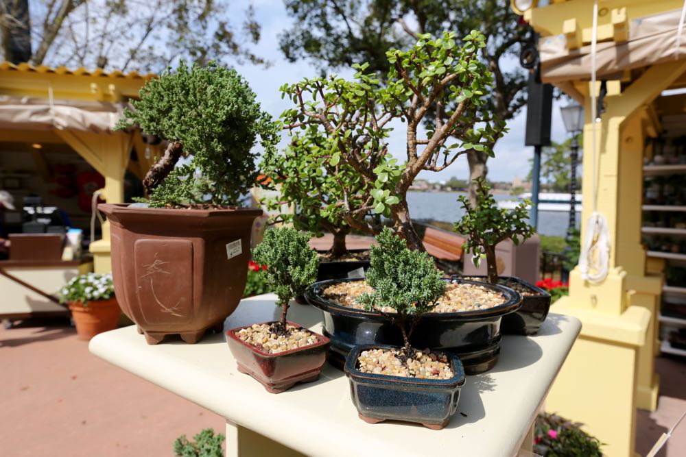 Flower-garden-festival-2016-96
