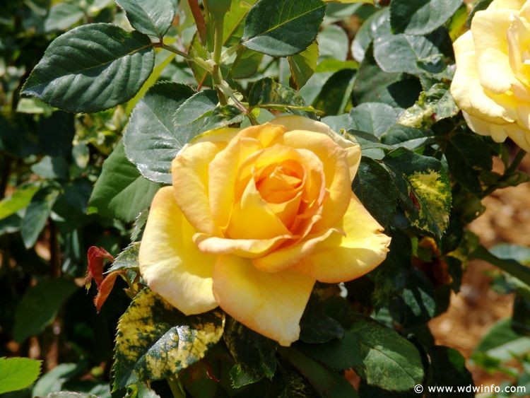 Flower-Garden-Festival-46