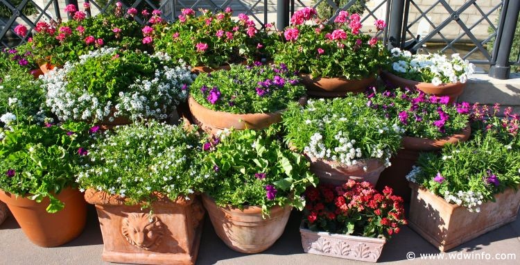 FlowerGarden2010_-_48