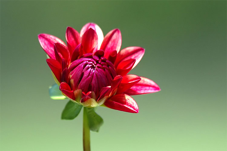 Flowers #4