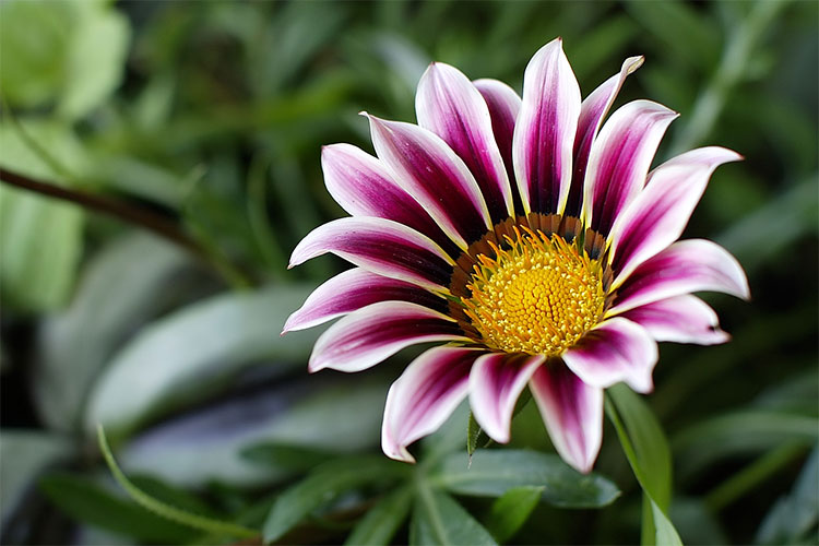 Flowers #5
