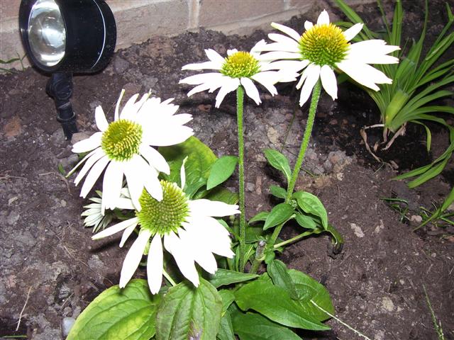 Flowers_003_Small_