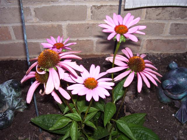Flowers_004_Small_