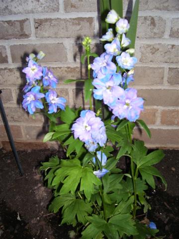 Flowers_006_Small_
