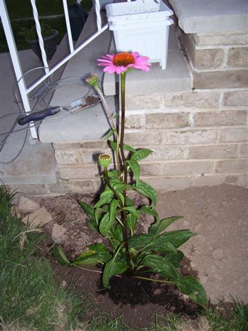 Flowers_008_Small_