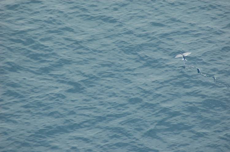 Flying Fish