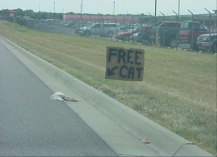 Free cat