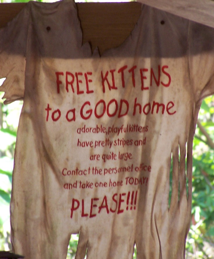 Free Kittens