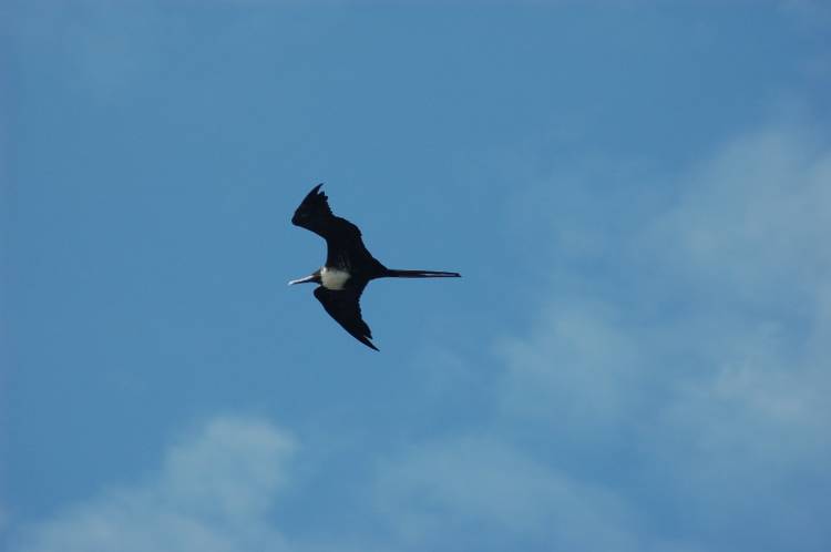 Frigate Bird