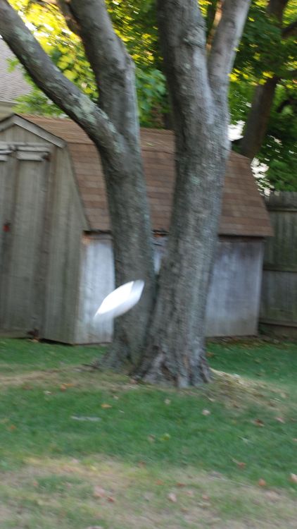 Frisbee_in_flight