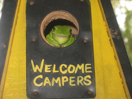 Froggy Closeup
