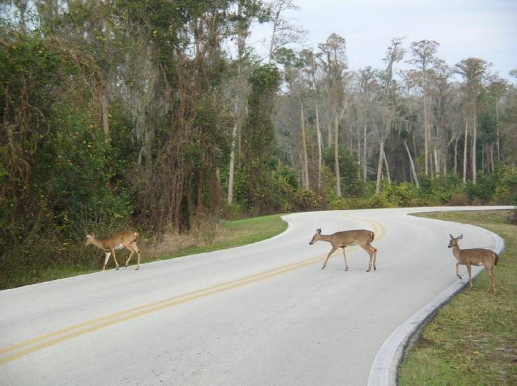 Ft_Wilderness_3_deer
