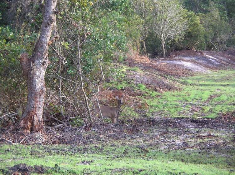 Ft_Wilderness_deer