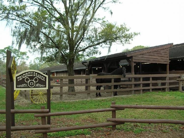 Ft_Wilderness_tri_circle_d_ranch_horse