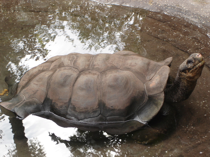 Galapagos Giant Tortoise