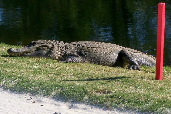 Gator at Heron Point