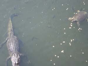 gator_and_turtle
