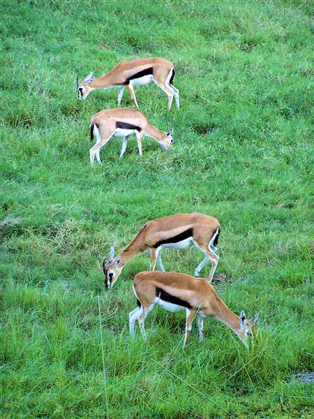 Gazelles at DAKL