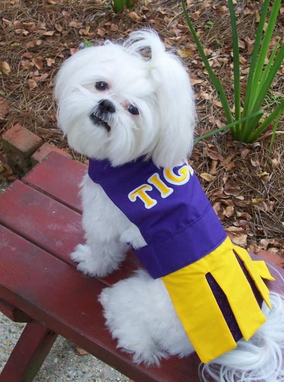 GEAUX LSU Tigers!
