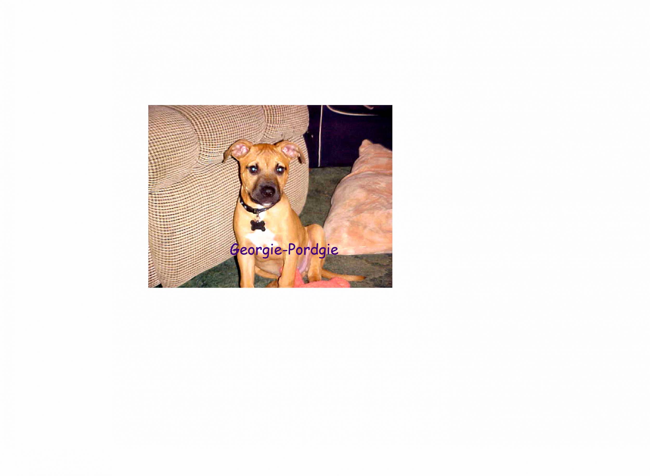 Georgie modified