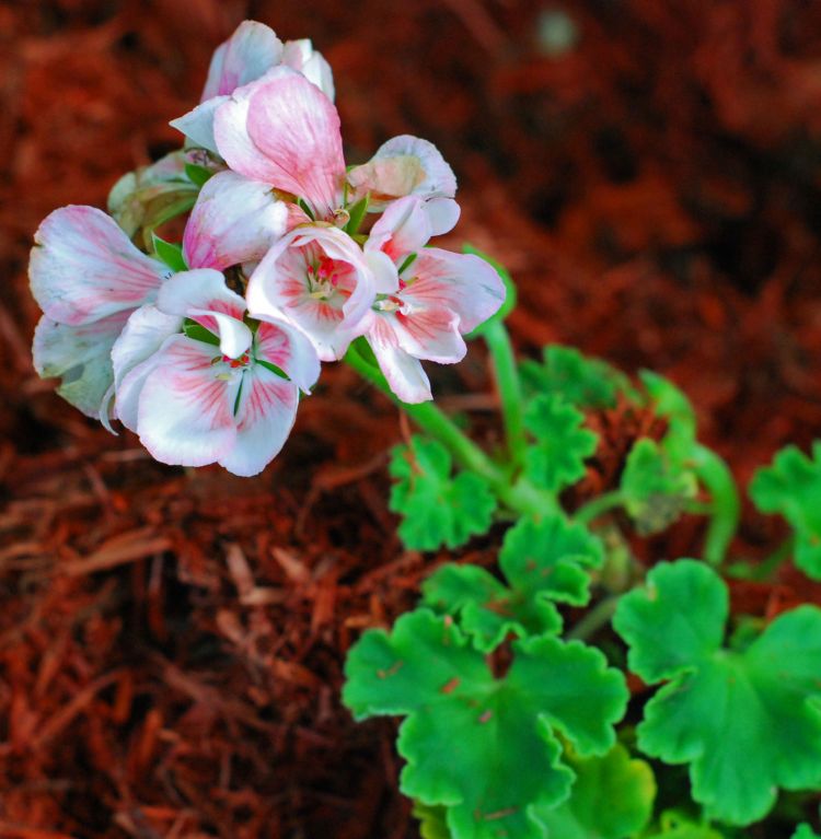 Geranium
