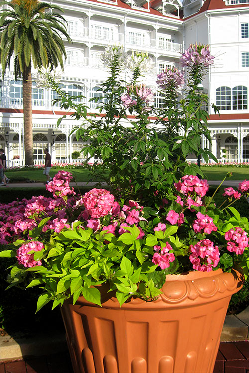 GF Potted plants