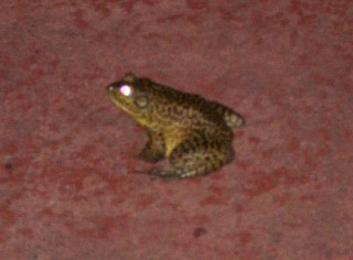 giant frog!!!