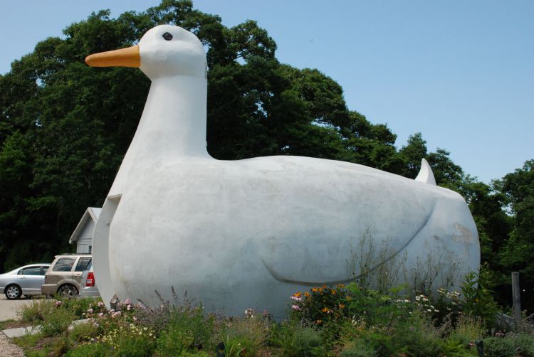 Giant