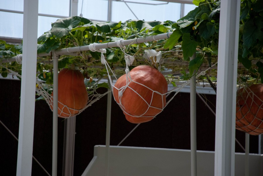 Giant_pumpkin