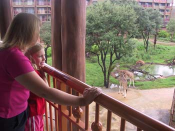 Girafes!