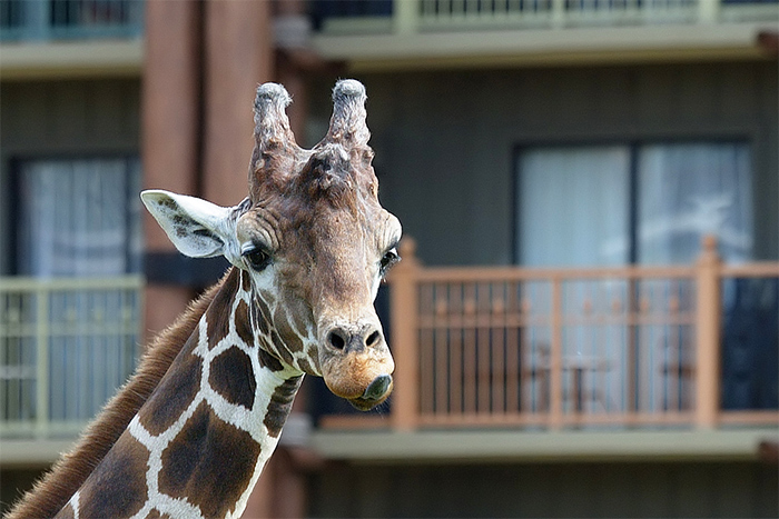 Giraffe at AKL