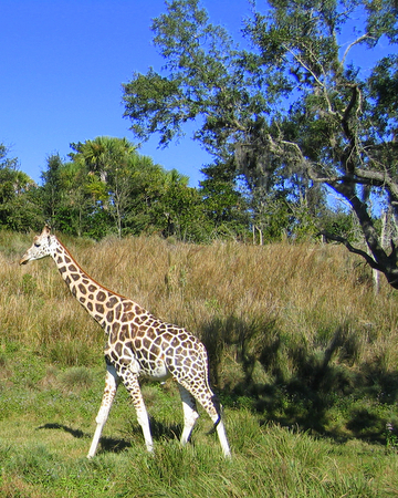 Giraffe at Animal Kingdom