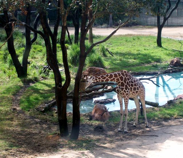 Giraffe at DAKL.