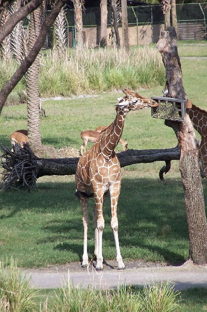 Giraffe Feeding