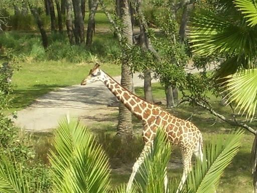 giraffe from room