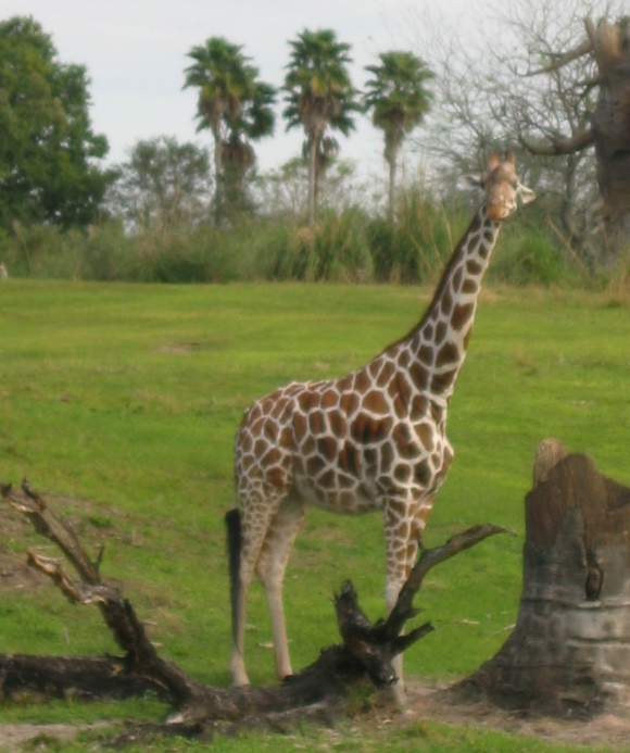 Giraffe