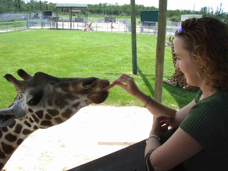 Giraffe