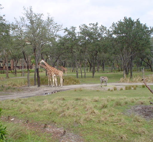 Giraffes at AKL Arusha Rock