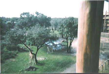 giraffes from akl balcony